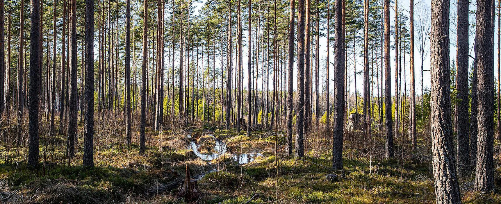 VMI-mittausten mukaan puuston kasvu on jo vuosikymmeniä ylittänyt selvästi vuotuisen poistuman, vaikka myös hakkuut ovat lisääntyneet. Kuusta on viime vuosina istutettu paljon, mutta puukuutioissa mitattuna mäntyä on Suomen metsissä yhä eniten. Tämä kuva on Etelä-Suomen yhteismetsästä Eurasta.