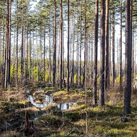 VMI-mittausten mukaan puuston kasvu on jo vuosikymmeniä ylittänyt selvästi vuotuisen poistuman, vaikka myös hakkuut ovat lisääntyneet. Kuusta on viime vuosina istutettu paljon, mutta puu­kuutioissa mitattuna mäntyä on Suomen metsissä yhä eniten. Tämä kuva on Etelä-Suomen yhteismetsästä Eurasta.