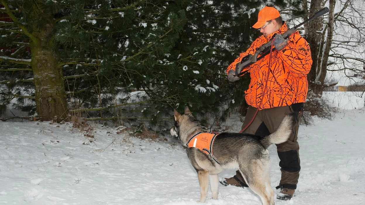 Yrittäjä Tommi Kososen mukaan jahtireissuja Viroon kysytään edelleen paljon, vaikka metsästäjille on tiedotettu runsaasti ASF:n leviämisriskistä Suomeen.