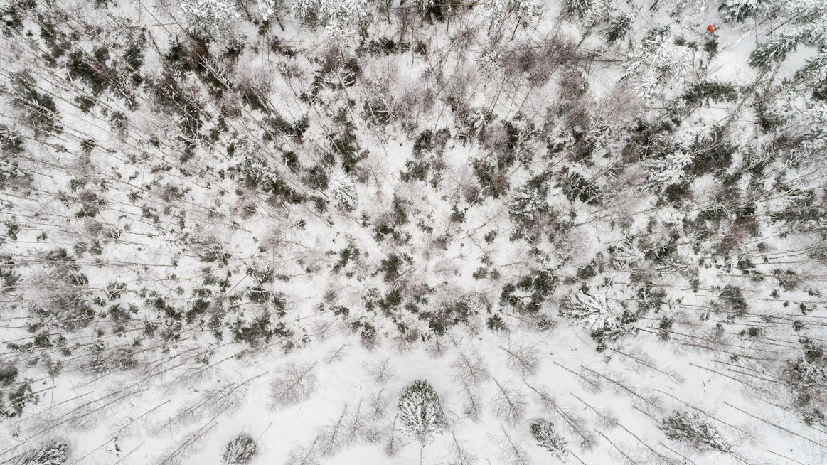 Metsää on perinteisesti pidetty vakaana sijoituskohteena.