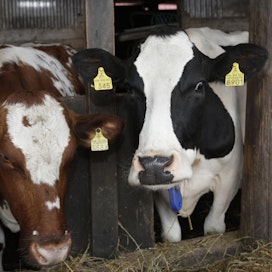 Kavallus on johtunut EU:n tiukoista päästörajoituksista. Kuvan lehmät eivät liity tapaukseen.