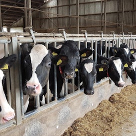 Hollannissa korkea peltomaan hinta haastaa viljelijät. Kuva hollantilaiselta maitotilalta.