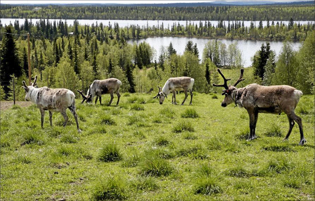 Saamelaisten tapa harjoittaa poronhoitoa on liikkuva. Porot kulkevat pohjoisessa valtioiden rajojen yli. Jaana Kankaanpää