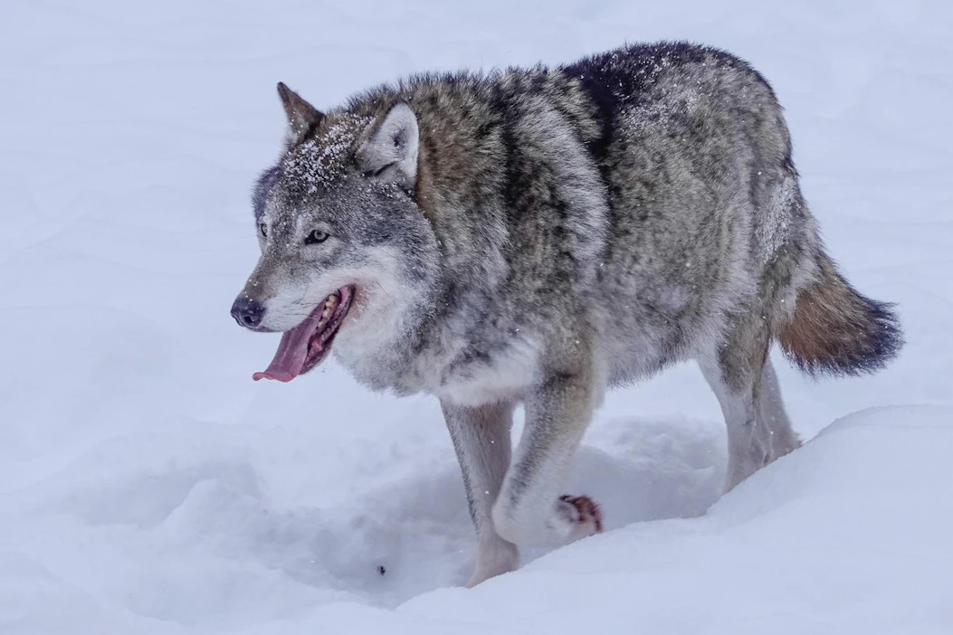 Pantasusien seurantatietoa käytetään susikannan koon arvioinnissa, arviointimenetelmiä kehittävässä tutkimuksessa ja ekologisissa tutkimuksissa.