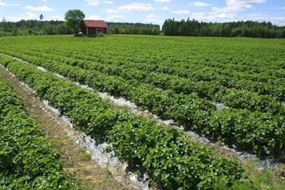 Vierastyövoimaa paljon käyttävät työvoimaintensiiviset tilat, kuten esimerkiksi marjatilat saattavat joutua pulaan.