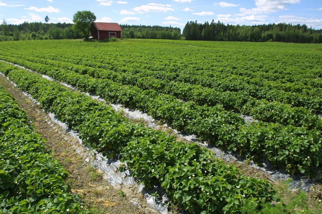 Vierastyövoimaa paljon käyttävät työvoimaintensiiviset tilat, kuten esimerkiksi marjatilat saattavat joutua pulaan.