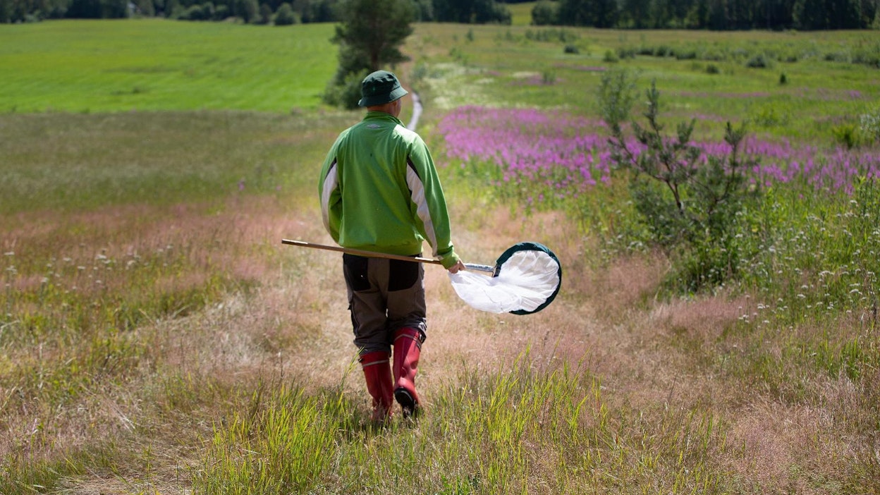 Kimmo Saarinen kannustaa kirjaamaan perhoshavainnot valtakunnalliseen päiväperhosseurantaan NAFIin.
