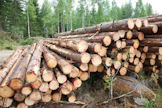Puukaupan huippu näyttää tänäkin vuonna osuneen toukokuun loppuun.