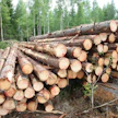 Puun myyjien halu siirtää puukaupan maksatus alkuvuoteen näkyy Metsä Groupin ensimmäisen neljänneksen kassavirrassa.