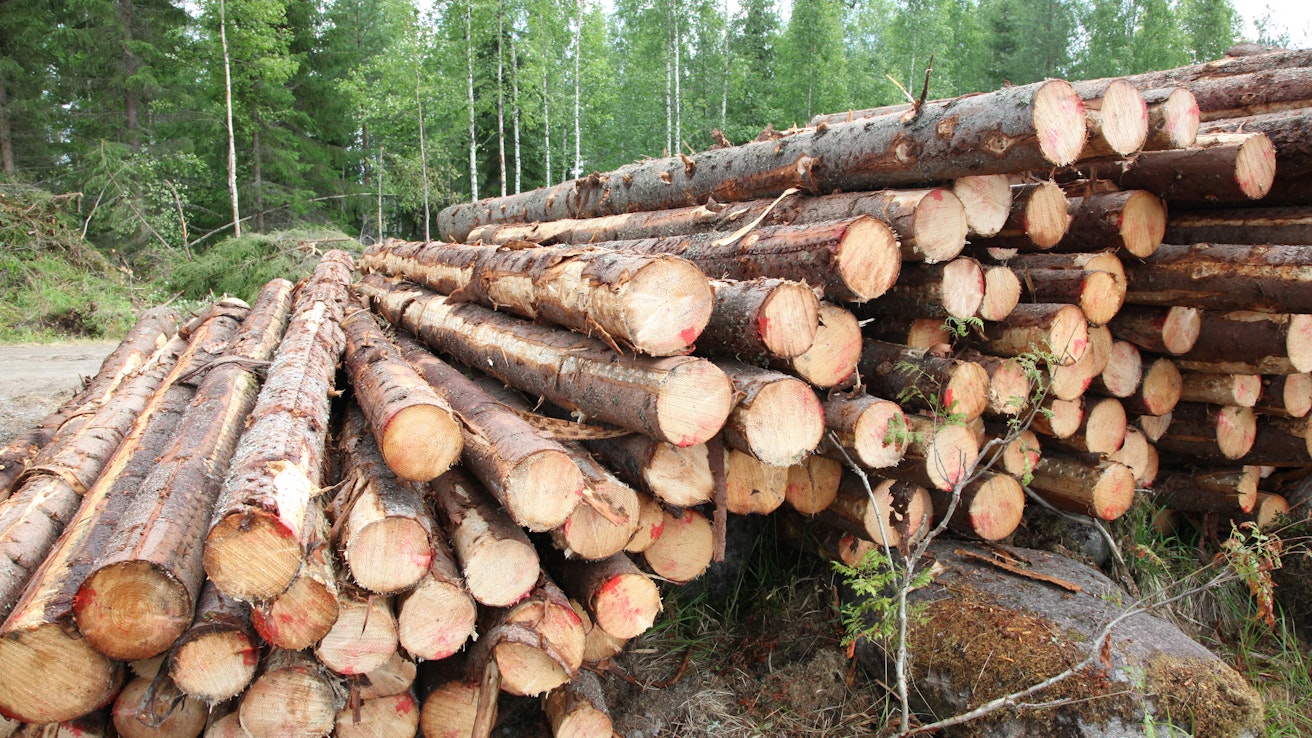 Puun myyjien halu siirtää puukaupan maksatus alkuvuoteen näkyy Metsä Groupin ensimmäisen neljänneksen kassavirrassa.