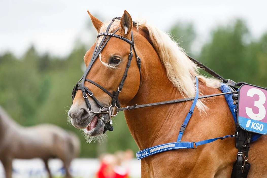 Nyyti-Maria Timosen tallin ylväs tukipylväs Rokin Maxi voitti Valkeala-ajon vuonna 2020. Tuolloin kisa ajettiin koronan vuoksi loppuvuodesta. Tällä kertaa Valkeala-ajo on ohjelmassa jo tammikuussa. Yleisin paikka lähdölle on ollut pääsiäisen tienoo.