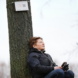 Pirjo Räsänen kuuntelee Sibeliuksen nimikkokappaletta haavalle Helsingin Hesperian puistossa. Sävellys löytyy älypuhelimeen runkoon kiinnitetyn qr-koodin avulla. Digitaaliset sovellukset ovat luontomatkailussa vielä harvinaisia.