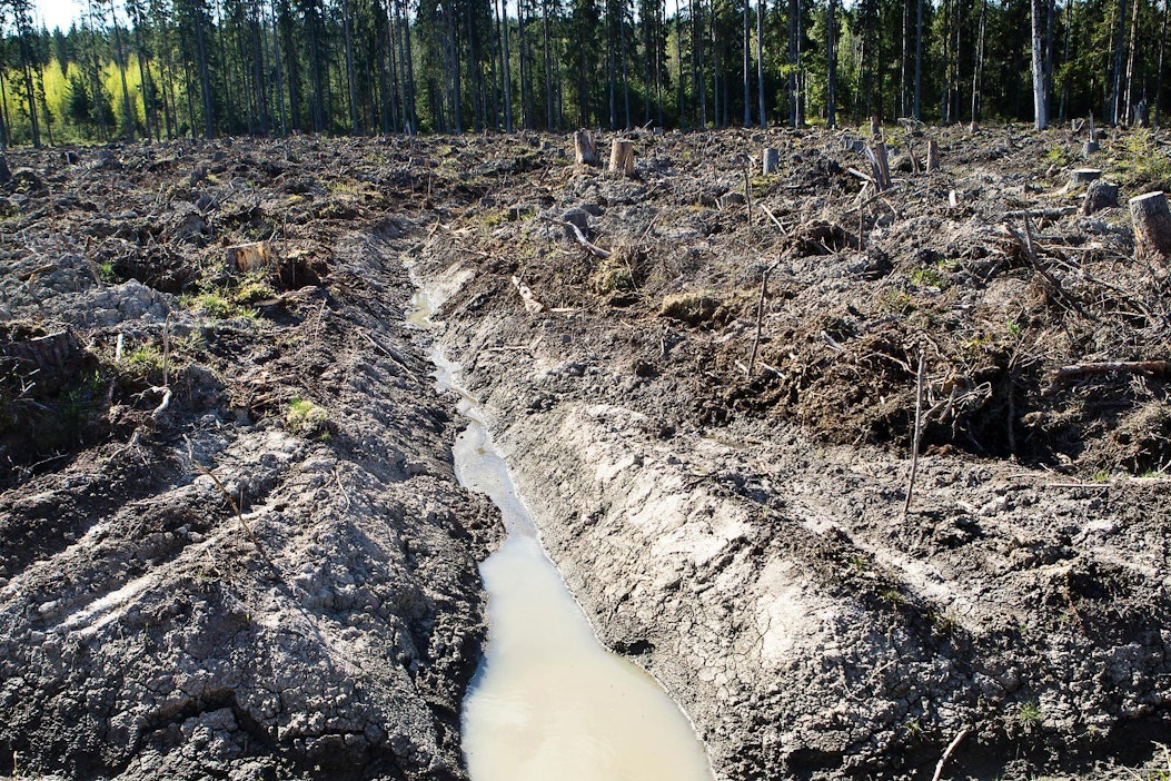 Puolen hehtaarin uudistusala avohakkuun jälkeen.