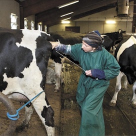 Anne Mattila siementää hiehot vuoden ja kolmen kuukauden iässä ja lehmät kahden tai kolmen kuukauden kuluttua poikimisesta. Korkeatuottoiset siemennetään myöhemmin kuin tavanomaisen tuotostason eläimet. Kari Salonen
