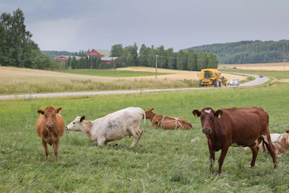Viljantuotanto säilynee seuraavallakin cap-kaudella nykyisellään, maidontuotanto alenee hieman, Luonnonvarakeskus ennustaa.