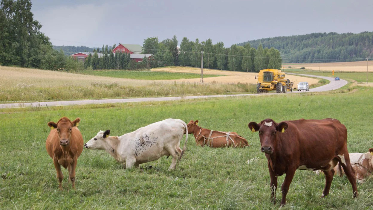 Viljantuotanto säilynee seuraavallakin cap-kaudella nykyisellään, maidontuotanto alenee hieman, Luonnonvarakeskus ennustaa.