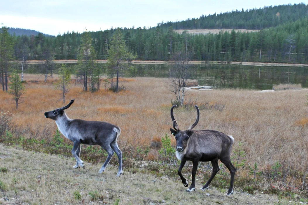 Luonto-liiton tulkinnan mukaan sudelle on poronhoitoalueella käytännössä nollatoleranssi, koska yksikin susi voi käydä poronhoitajille kalliiksi.