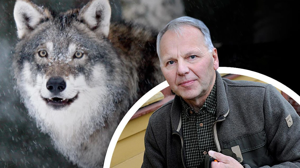 Ministeri Jari Leppä kertoo, että suden kannanhoidollisessa metsästyksessä lähdetään liikkeelle maltillisella 20 suden kiintiöllä. Metsästys voidaan kohdentaa enintään neljään laumaan tai reviirin merkanneeseen pariin.