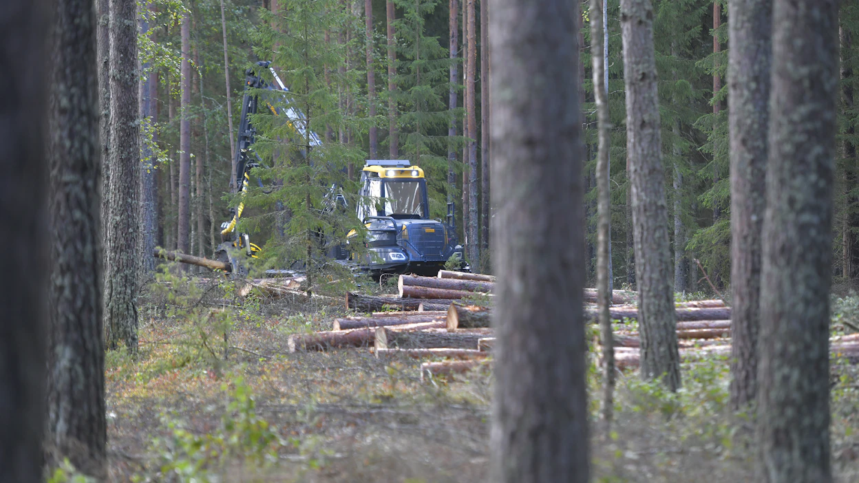 Rauman sahan tuotannon käynnistyminen piristää koko eteläisen Suomen mäntytukkikauppaa.