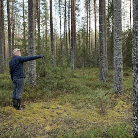 Tämä metsä syntyi avohakkuun seurauksena 1940-luvulla – tarkoitus oli tehdä peltoa. Nyt puuta on Eero Alaraasakan mukaan parhailla paikoilla 340 kuutiota hehtaarilla.