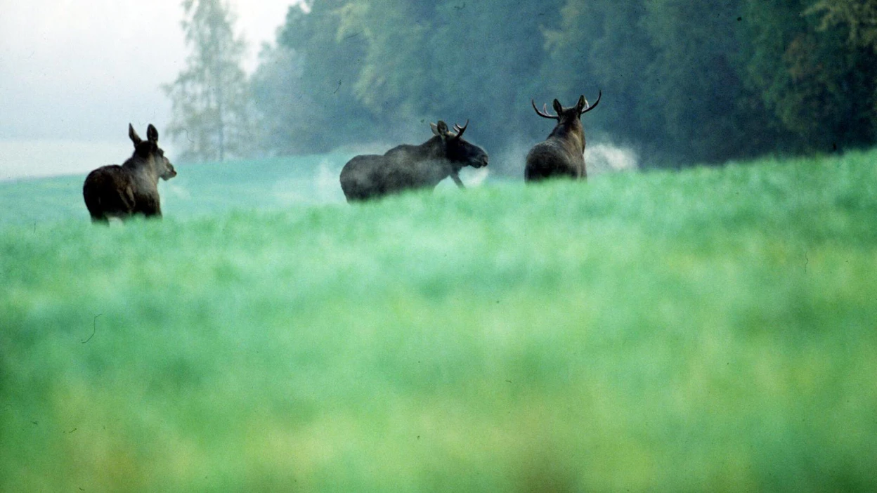 Syksyllä pimeys ja sääolosuhteet vaikeuttavat hirvieläinten havaitsemista tienvarsilla.