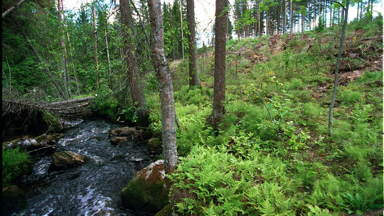 Tornator aikoo uudessa monimuotoisuusohjelmassaan suojella 5000 hehtaari arvokkaita luontokohteita.