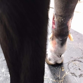 Susi oli otsikoissa piinattuaan hevosia Limingassa. Vaikka aluksi kuvan suden puremaa ei havainnutkaan, Oilhassanin jalka näytti lopulta tältä. Haavat on kuvanottohetkellä puhdistettu, ja jalassa ollut mätä poistuu haavan alapuolella näkyviä putkia pitkin.
