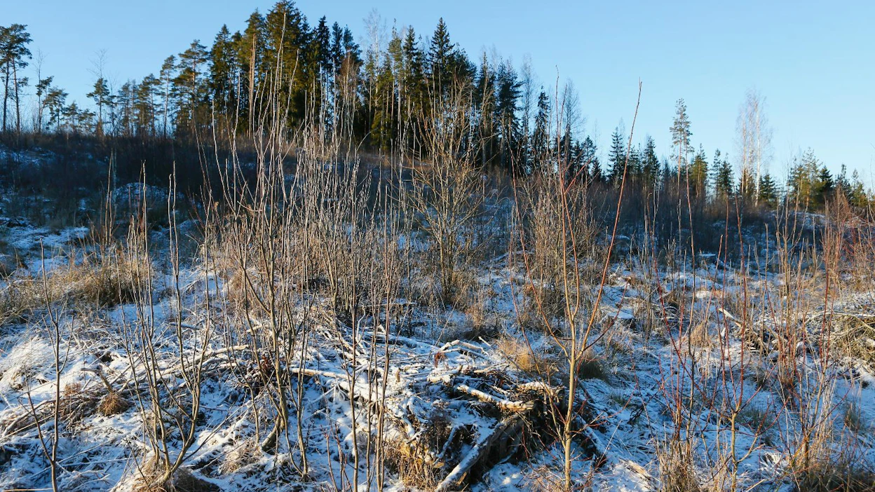 Tällä paikalla tehtiin avohakkuu noin viisi vuotta sitten. Mitään viljelytöitä ei ole sen jälkeen tehty.