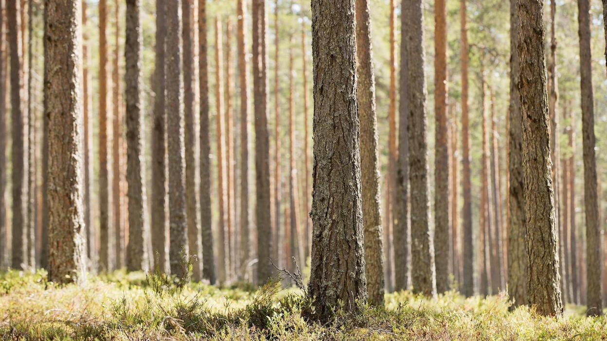 Metsähallituksen mukaan puukartelliasialla on laajempaa yhteiskunnallista merkitystä, jonka vuoksi valitusluvan pyytäminen ja valitus on perusteltua.
