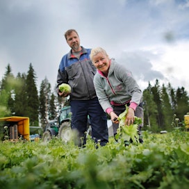 Muun muassa jäävuorisalaattia Joroisissa viljelevät Erkki ja Tanja Aholainen toivovat lämmintä poutasäätä. “Olisi hyvä, jos heinäkuussa ei tarvitsisi vääntää patteria isommalle”, Erkki lohkaisee.