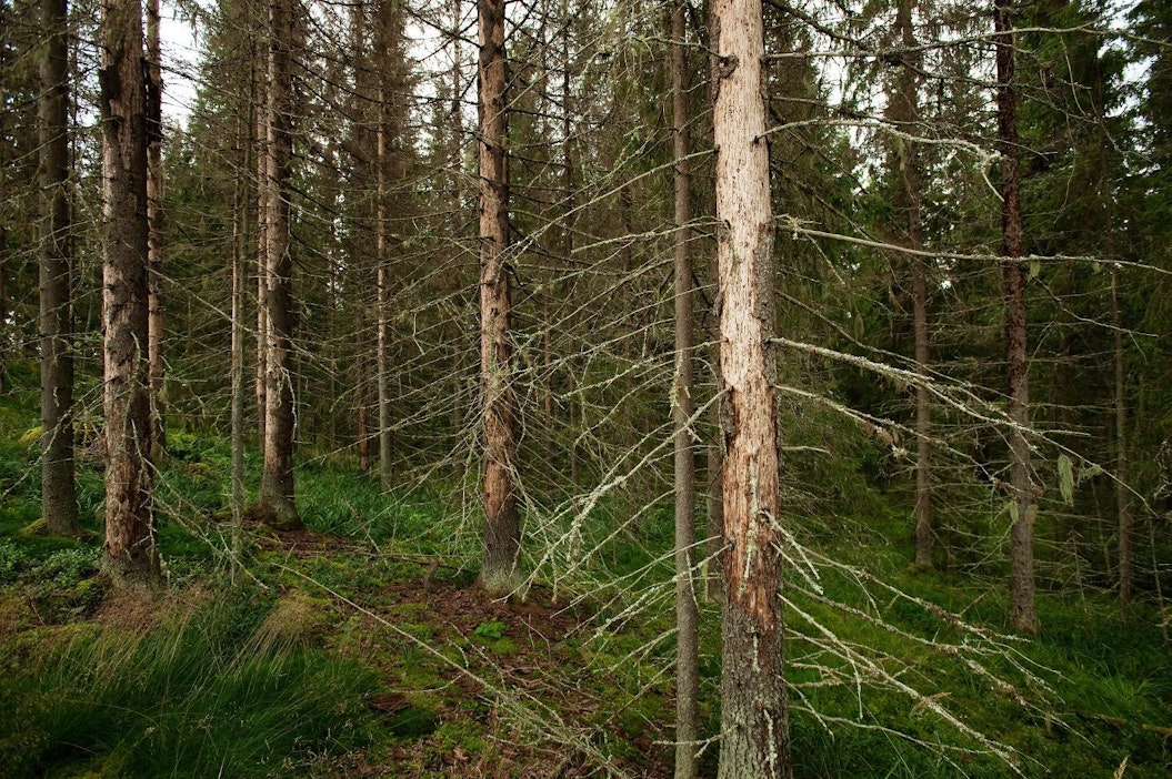 Kuolleet kuuset voi jättää esimerkiksi metsäluontoa monipuolistamaan.