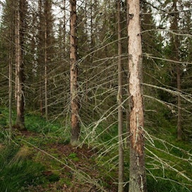 Kuolleet kuuset voi jättää esimerkiksi metsäluontoa monipuolistamaan.