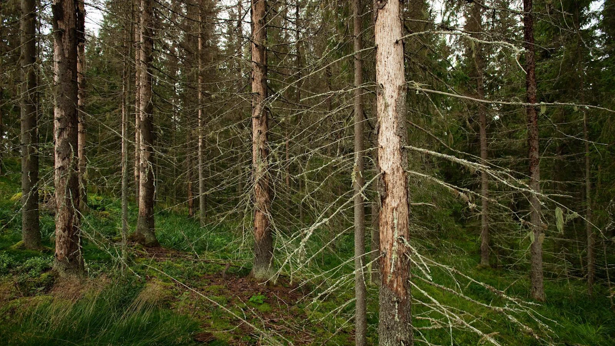 Kuolleet kuuset voi jättää esimerkiksi metsäluontoa monipuolistamaan.