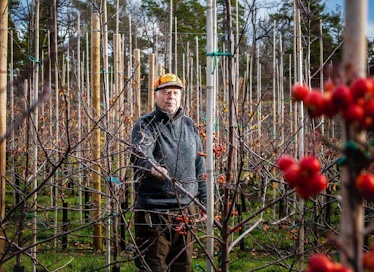 Valtaosa Suomen omenasadosta tulee Ahvenanmaalta, noin 4,5–5 miljoonaa kiloa. Getassa asuvan Yngve Österlundin omenapuut kantoivat tänä vuonna satoa noin 200 000 kiloa. Puita kasvaa 15 hehtaarin alalla ja tarhaa on tarkoitus lähivuosian laajentaa. Kuvan oikealla niin sanottuja pölyttäjäpuita.