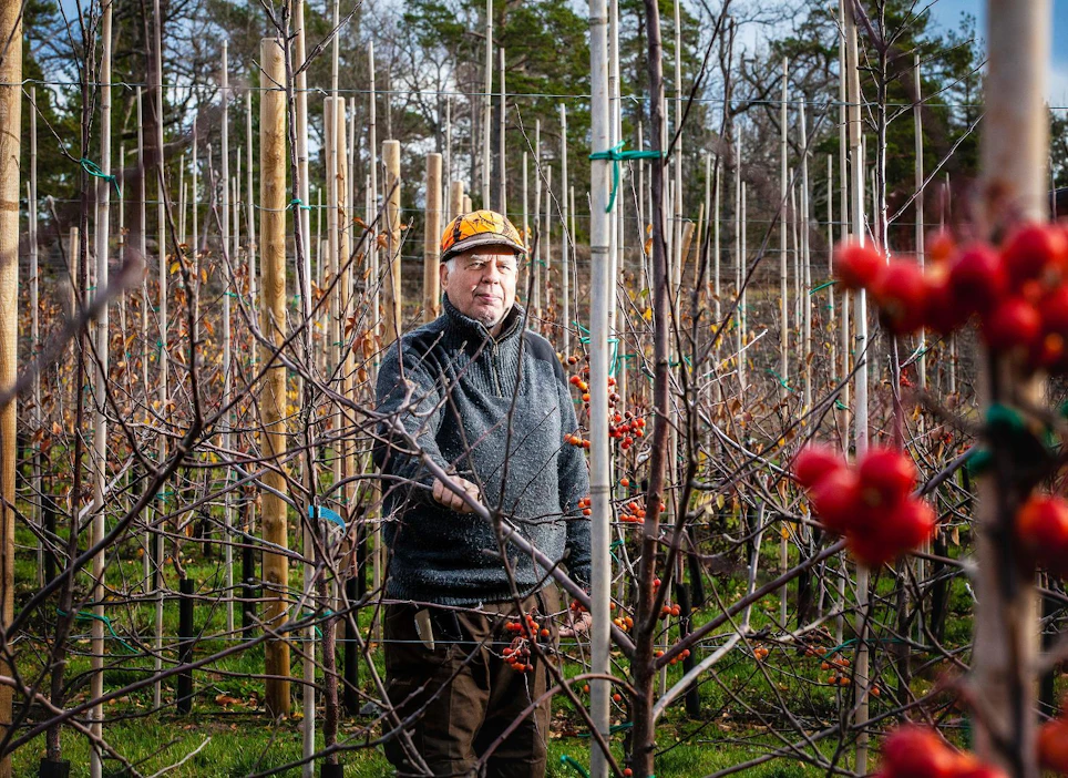 Valtaosa Suomen omenasadosta tulee Ahvenanmaalta, noin 4,5–5 miljoonaa kiloa. Getassa asuvan Yngve Österlundin omenapuut kantoivat tänä vuonna satoa noin 200 000 kiloa. Puita kasvaa 15 hehtaarin alalla ja tarhaa on tarkoitus lähivuosian laajentaa. Kuvan oikealla niin sanottuja pölyttäjäpuita.