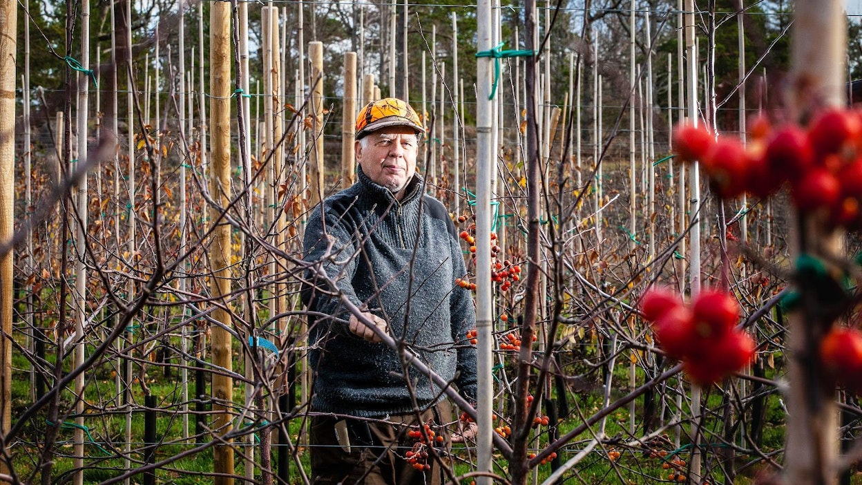Valtaosa Suomen omenasadosta tulee Ahvenanmaalta, noin 4,5–5 miljoonaa kiloa. Getassa asuvan Yngve Österlundin omenapuut kantoivat tänä vuonna satoa noin 200 000 kiloa. Puita kasvaa 15 hehtaarin alalla ja tarhaa on tarkoitus lähivuosian laajentaa. Kuvan oikealla niin sanottuja pölyttäjäpuita.