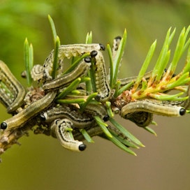 Ruskomäntypistiäisen toukat kaluavat mäntyjen neulasia.
