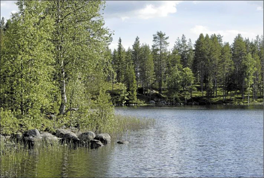 Noin kahta viidennestä PTT:n kyselyyn vastanneista metsänomistajista kiinnostaa maisema-arvokauppa. Moni heistä vaatisi kirjallista sopimusta sekä riittävää korvausta maiseman säilyttämisestä. Jaana Kankaanpää