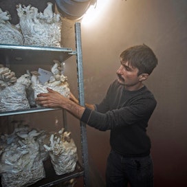 Sieniä viljellään entisessä teurastamossa Brysselissä. Champignon de Bruxellesin tuotantojohtaja Sylvère Heuzé katsoi putkivinokkaiden kuntoa keskiviikkona.