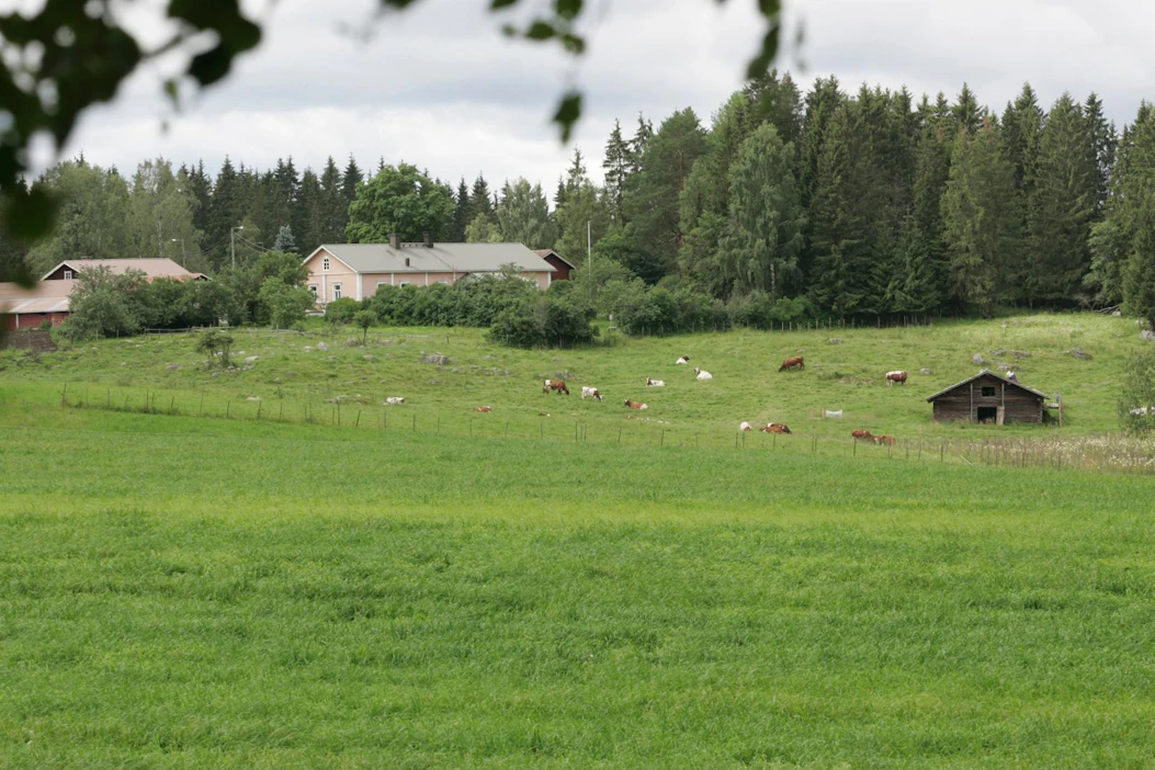 Karjatilojen määrän ja laidunnuksen vähentyminen heikentää maaseudun lajikirjoa.