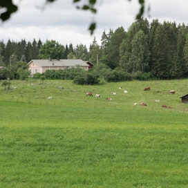 Karjatilojen määrän ja laidunnuksen vähentyminen heikentää maaseudun lajikirjoa.