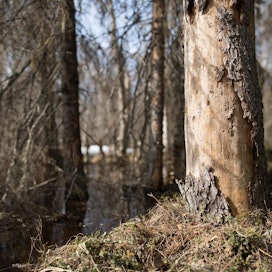 Etelä-Suomen metsien monimuotoisuuden toimintaohjelman eli Metson tavoitteena on pysäyttää metsäisten luontotyyppien ja metsälajien taantuminen