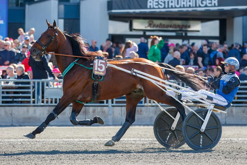 T75-jackpotkierros päättyi Handsome Bradin voittoon. Carl Johan Jepsonin ajokki toivotaan nähtävän myös Kymi Grand Prix'ssä, missä se sijoittui vuosi sitten kolmanneksi. Arkistokuva