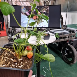 Mansikanpoimintaan kehitettyä robottia esiteltiin KoneAgriassa Tampereella. Robotti löytää jo mansikat, mutta peltokäyttöön on vielä matkaa.