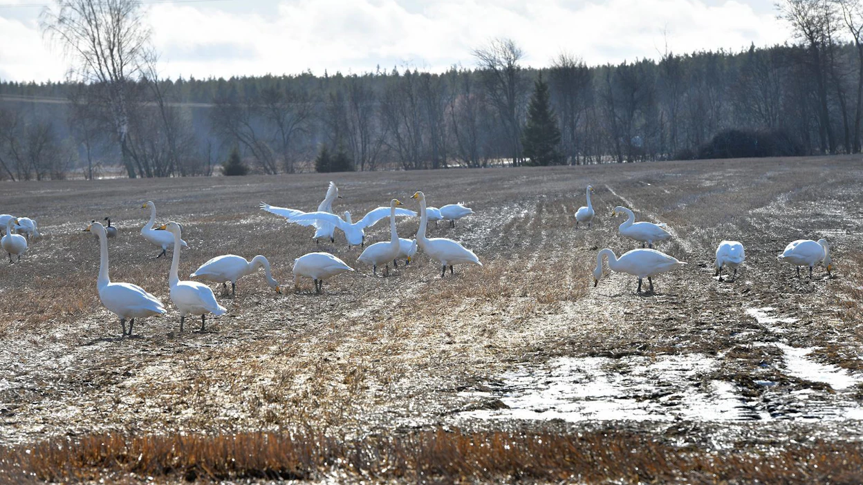 Sää on jälleen viilennyt, eikä lähiviikoksi ole luvassa voimakasta muuttoa. Kevätmuutto vilkastuu taas, kun sää lämpenee ja tuulet kääntyvät eteläisiin suuntiin. Laulujoutsenia on nähty jo Lapissa asti.