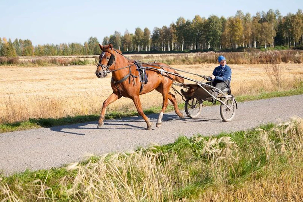 Tommi Ala-Nikkolan treenaama Ropertto ei ole päässyt kisaamaan tällä kaudella, mutta ori osoitti viime vuonna lahjansa.