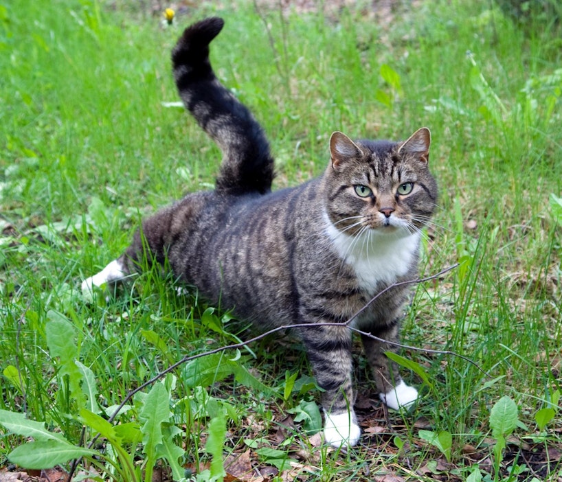 Plantagen myy ohraa kissakuvalla. Kuvan kissa ei liity tapaukseen.