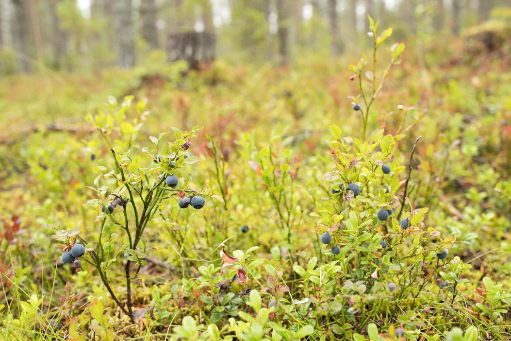 Jos myöntävä päätös syntyy, ensimmäisiä viisumeita alkaa jakaa mahdollisesti heinäkuun puolenvälin jälkeen. Kuvituskuva.