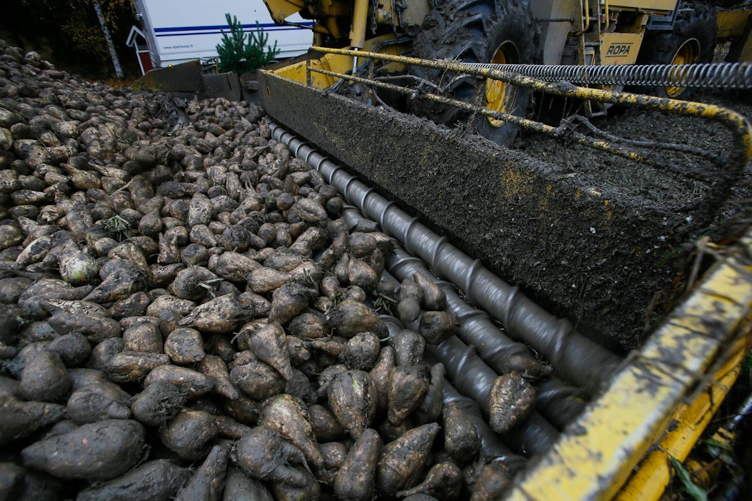 Sokerijuurikkaan korjuuta.