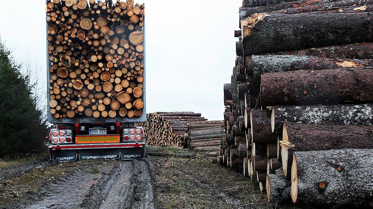 Puukauppa on tänä vuonna käynyt lähes puolet viimevuotista vilkkaammin.